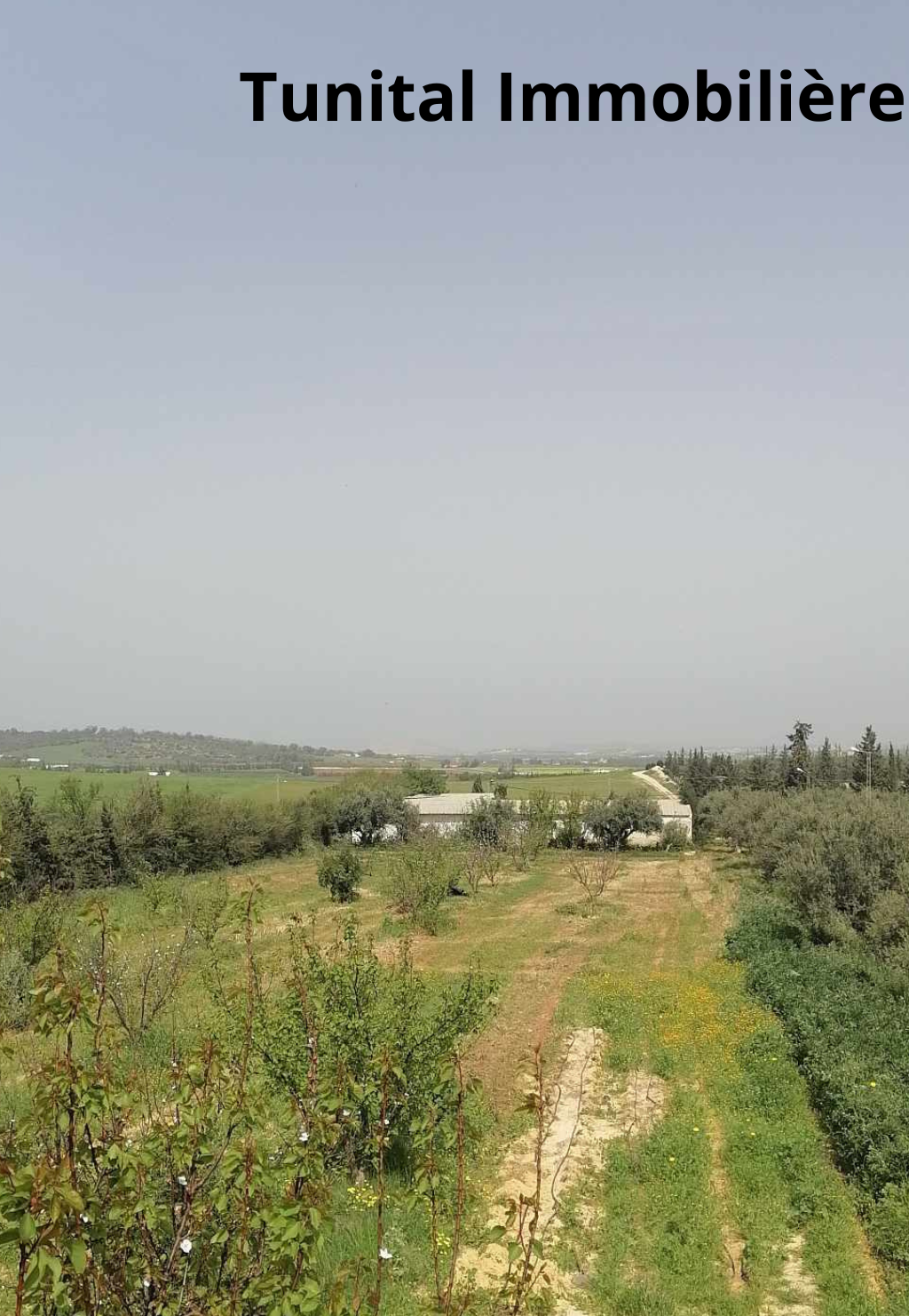 Borj El Amri Borj El Amri Vente Autre Borj el amri gouvernorat de manouba une ferme