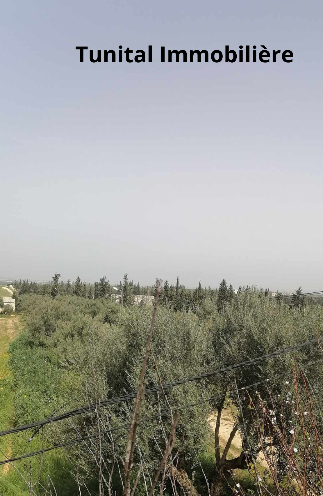 Borj El Amri Borj El Amri Vente Autre Borj el amri gouvernorat de manouba une ferme