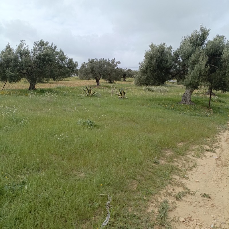 Hammamet Hammamet Terrain Terrain nu Av  290m   hammamet sud