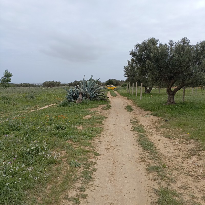 Hammamet Hammamet Terrain Terrain nu Av  290m   hammamet sud