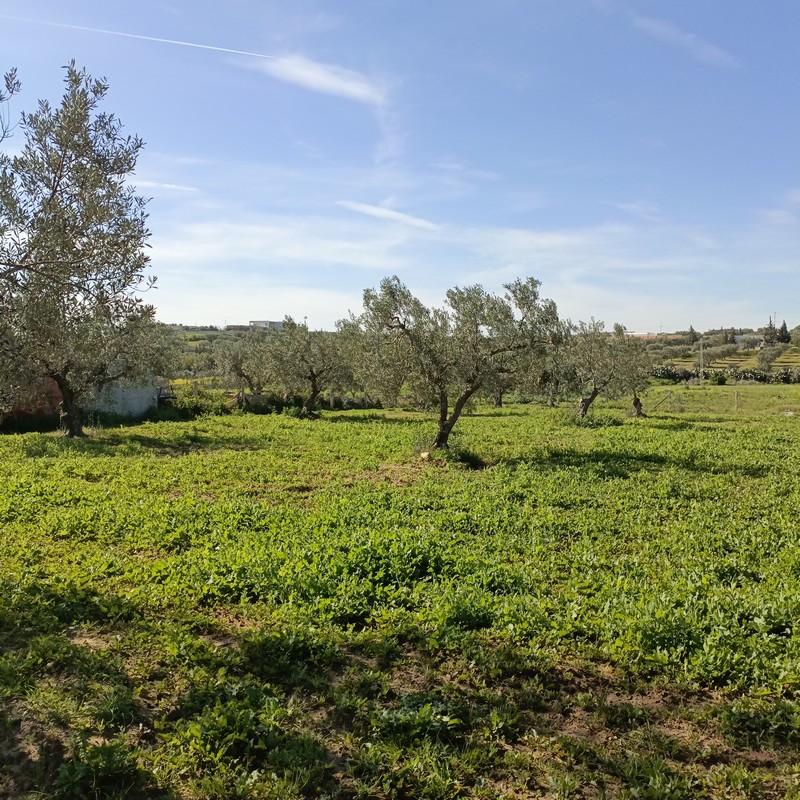 Hammamet Hammamet Terrain Terrain nu Av terrain 1680m  monchar hammamet sud
