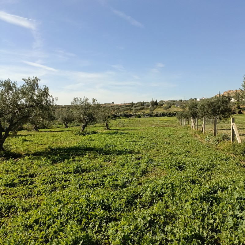 Hammamet Hammamet Terrain Terrain nu Av terrain 1680m  monchar hammamet sud