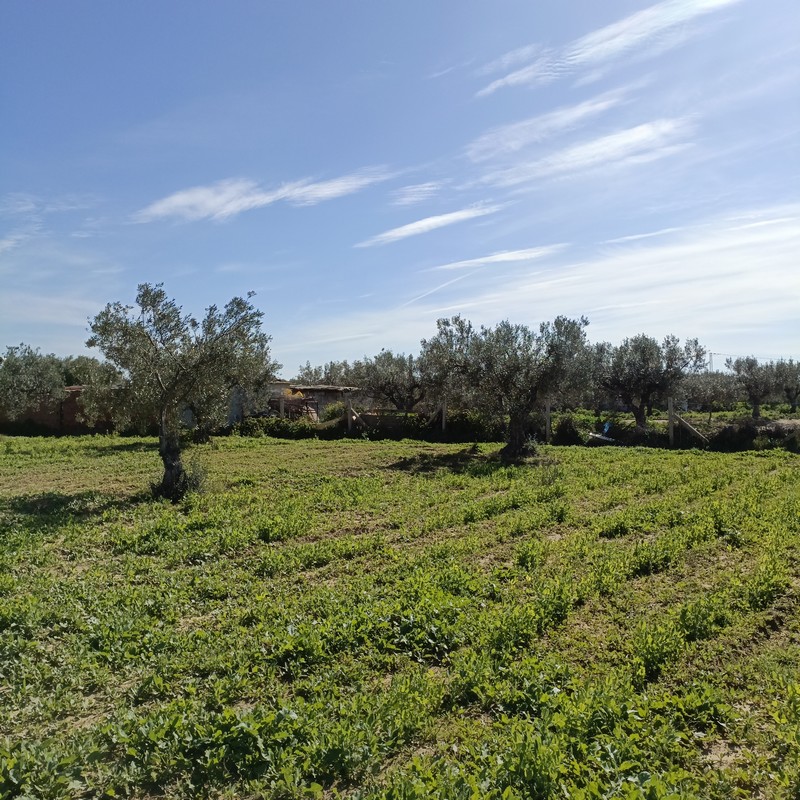 Hammamet Hammamet Terrain Terrain nu Av terrain 1680m  monchar hammamet sud