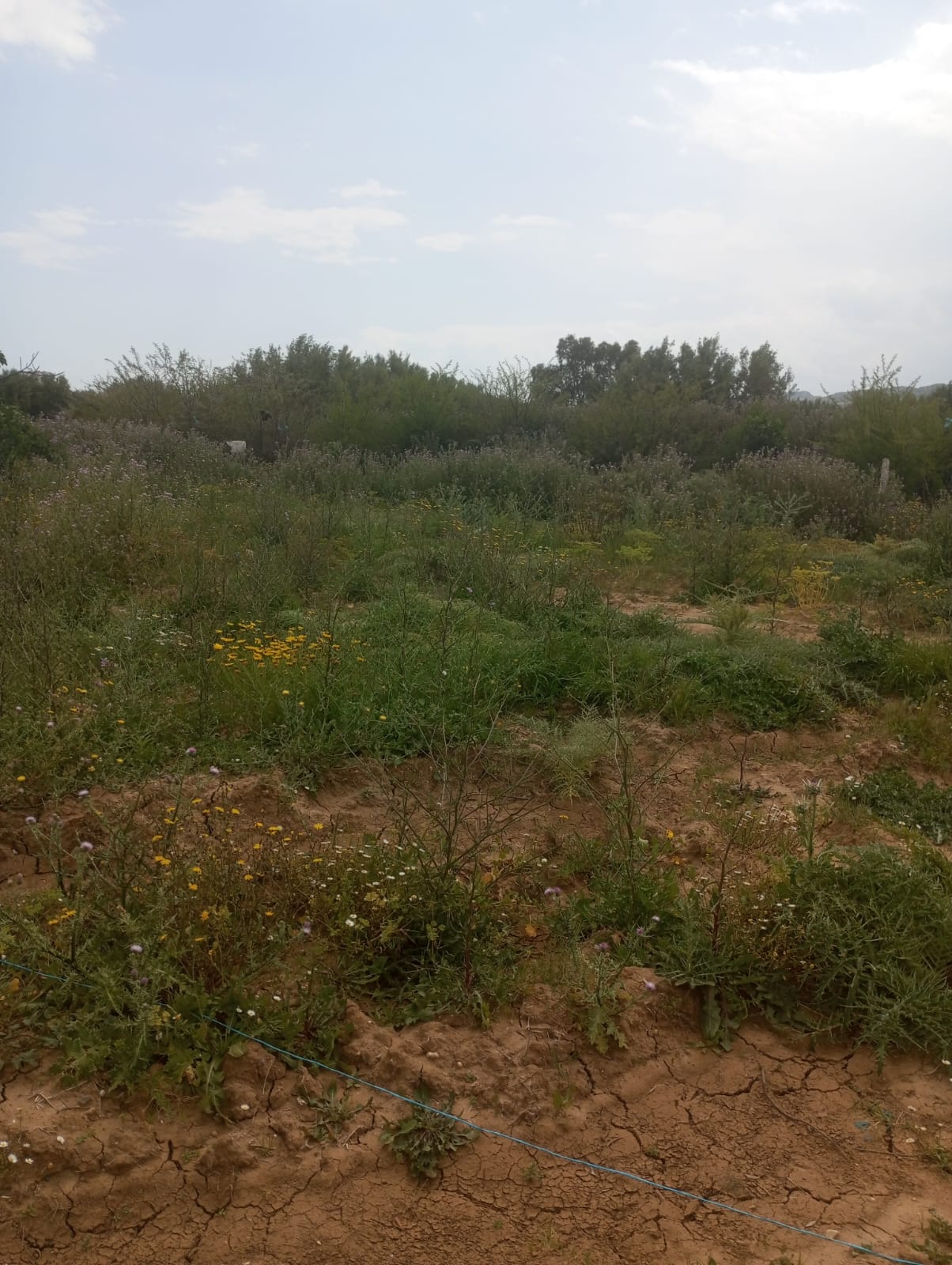 Hammamet Hammamet Terrain Terrain agricole Av terrain 3900m cltur  sidi khelifa