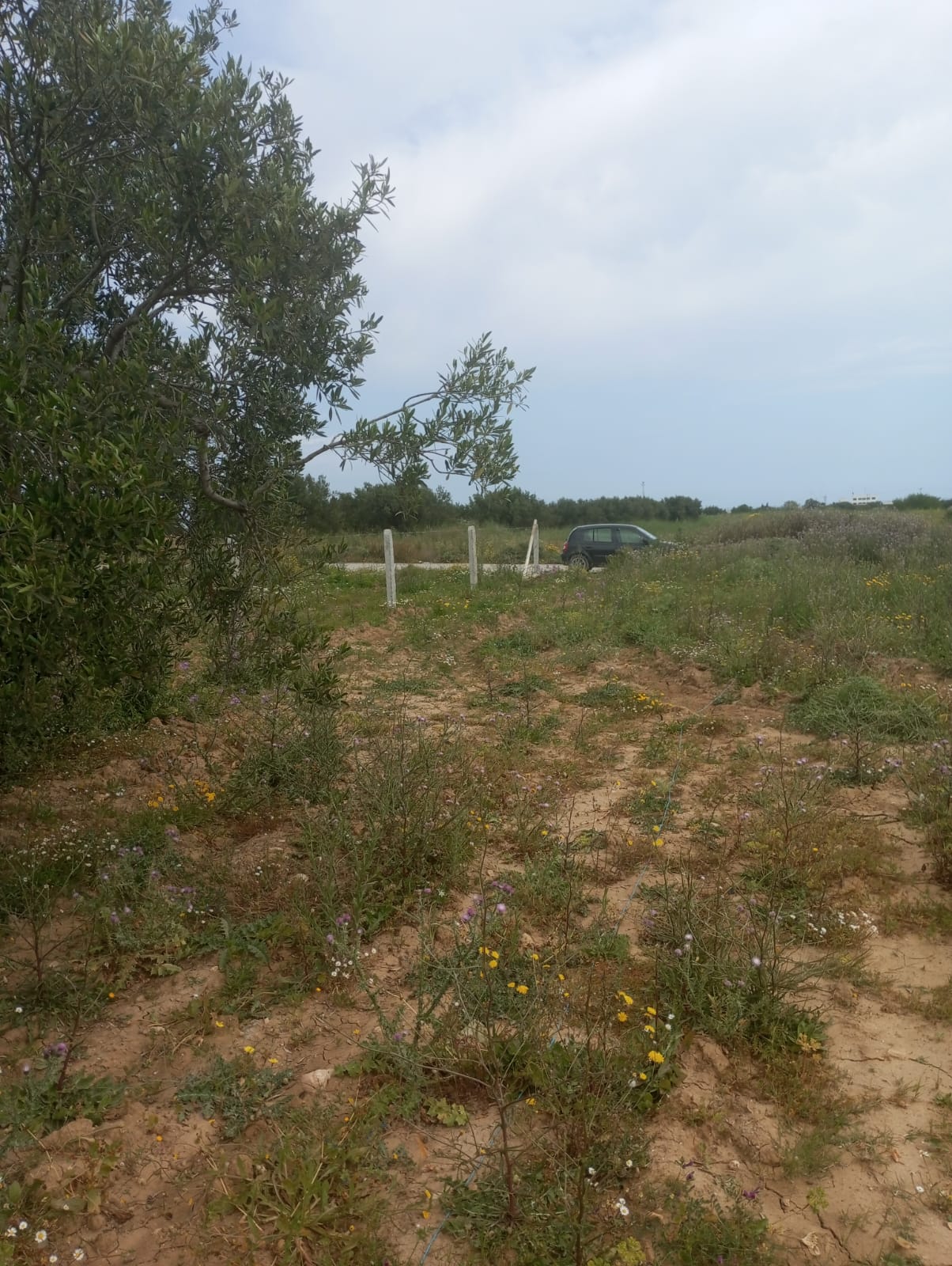 Hammamet Hammamet Terrain Terrain agricole Av terrain 3900m cltur  sidi khelifa
