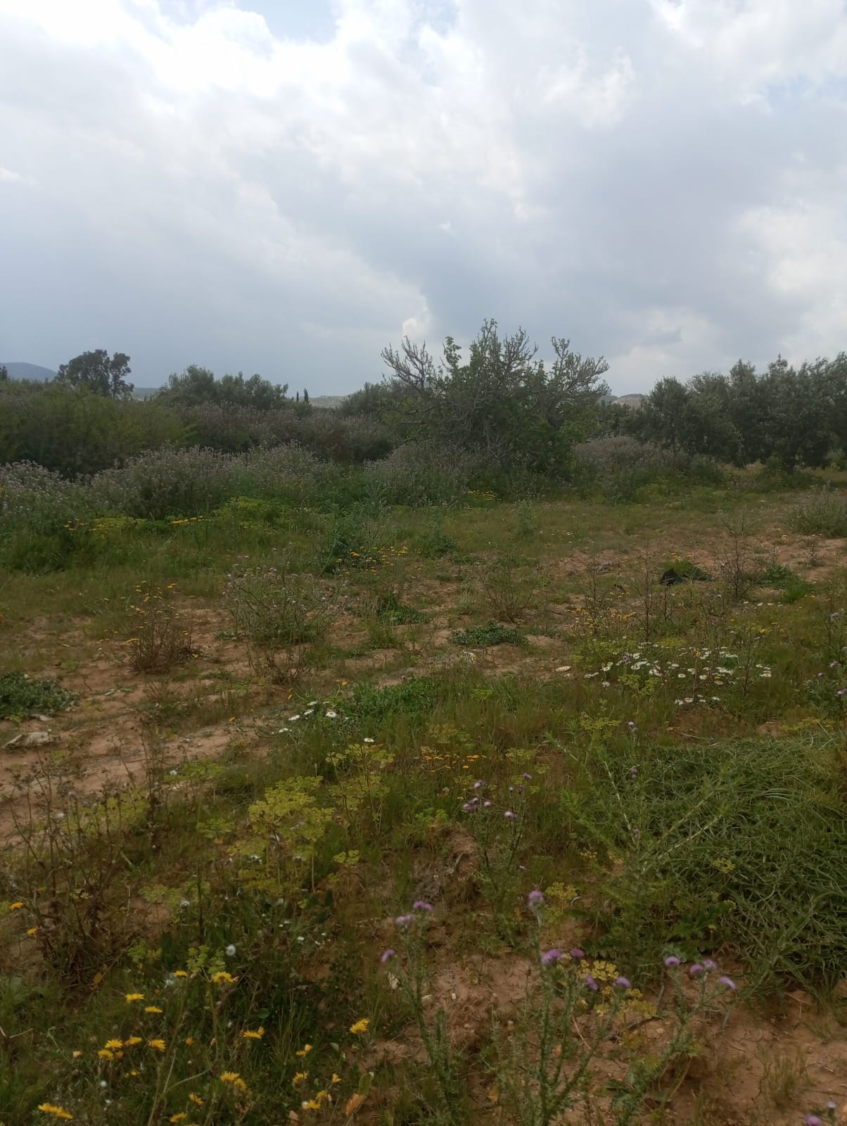 Hammamet Hammamet Terrain Terrain agricole Av terrain 3900m cltur  sidi khelifa
