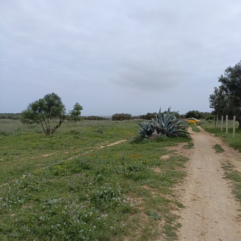 Hammamet Hammamet Terrain Terrain nu Av terrain 290m  hammamet sud
