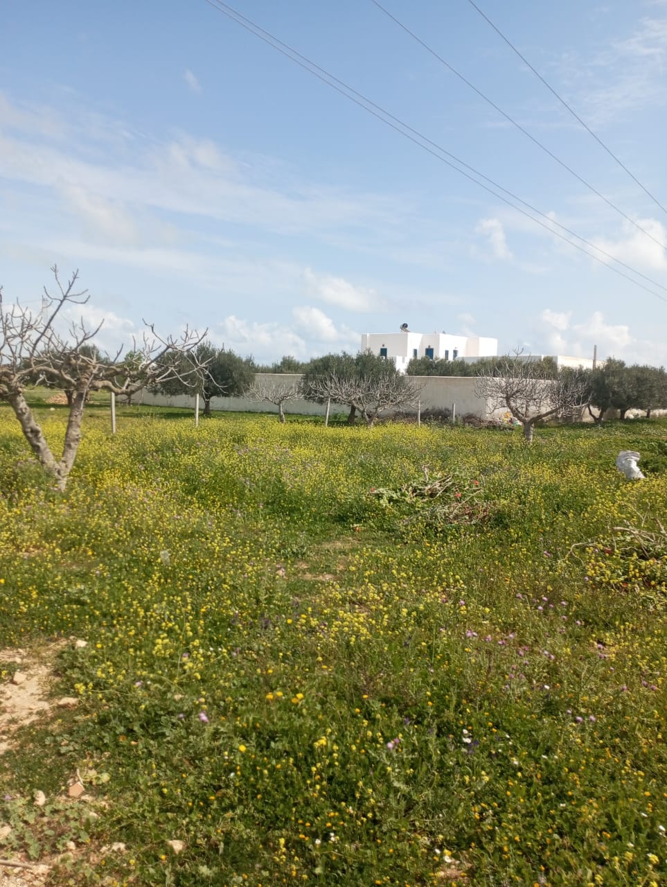Hammamet Hammamet Terrain Terrain nu Av terrain 250m loin 1km de la mer  hammamet sud