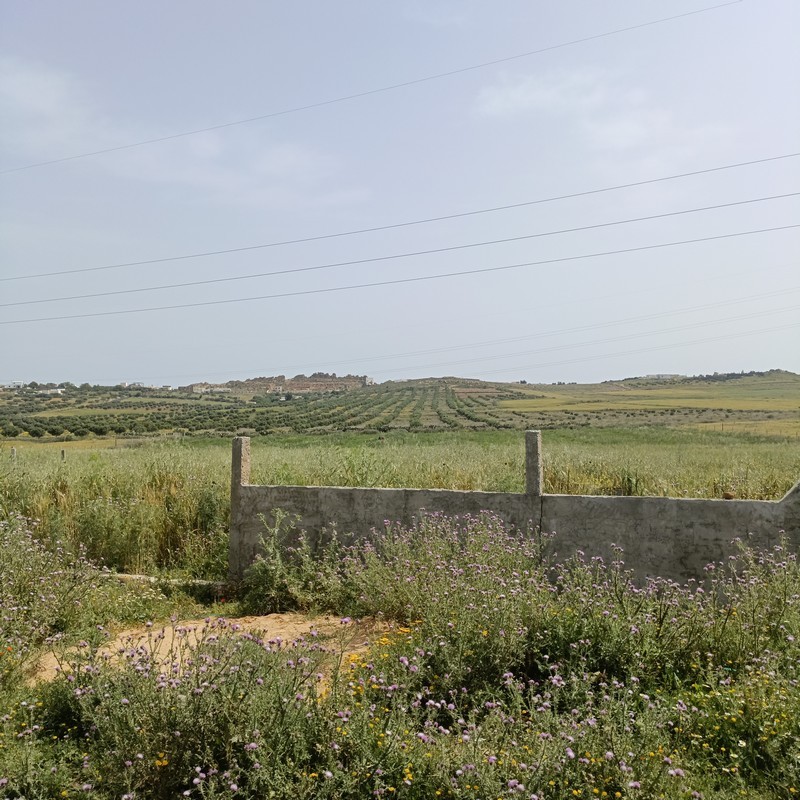 Hammamet Hammamet Terrain Terrain nu Av terrain 840m a 30md  hammamet sud