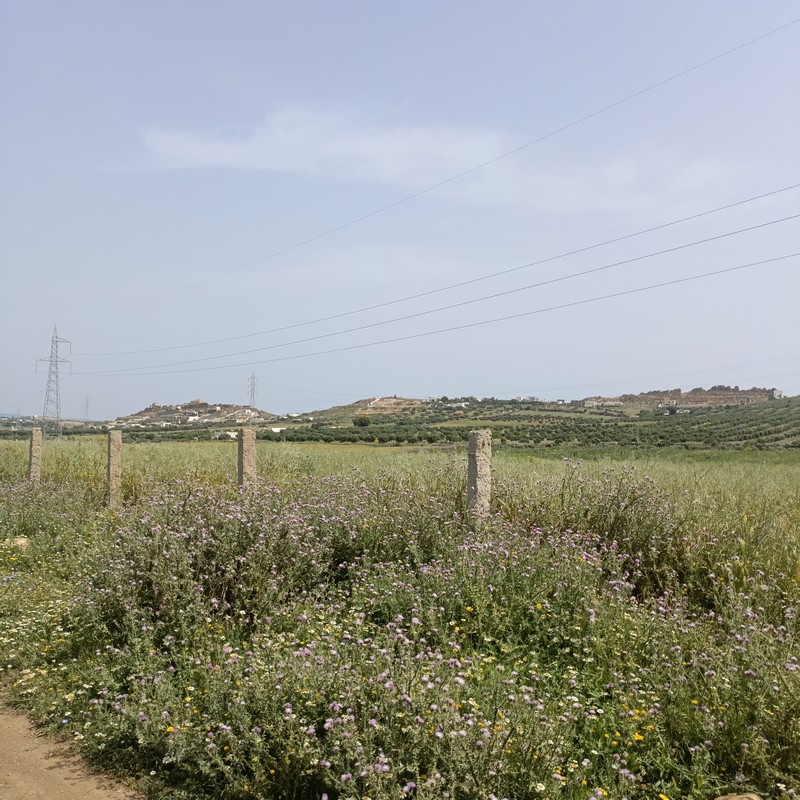 Hammamet Hammamet Terrain Terrain nu Av terrain 840m a 30md  hammamet sud