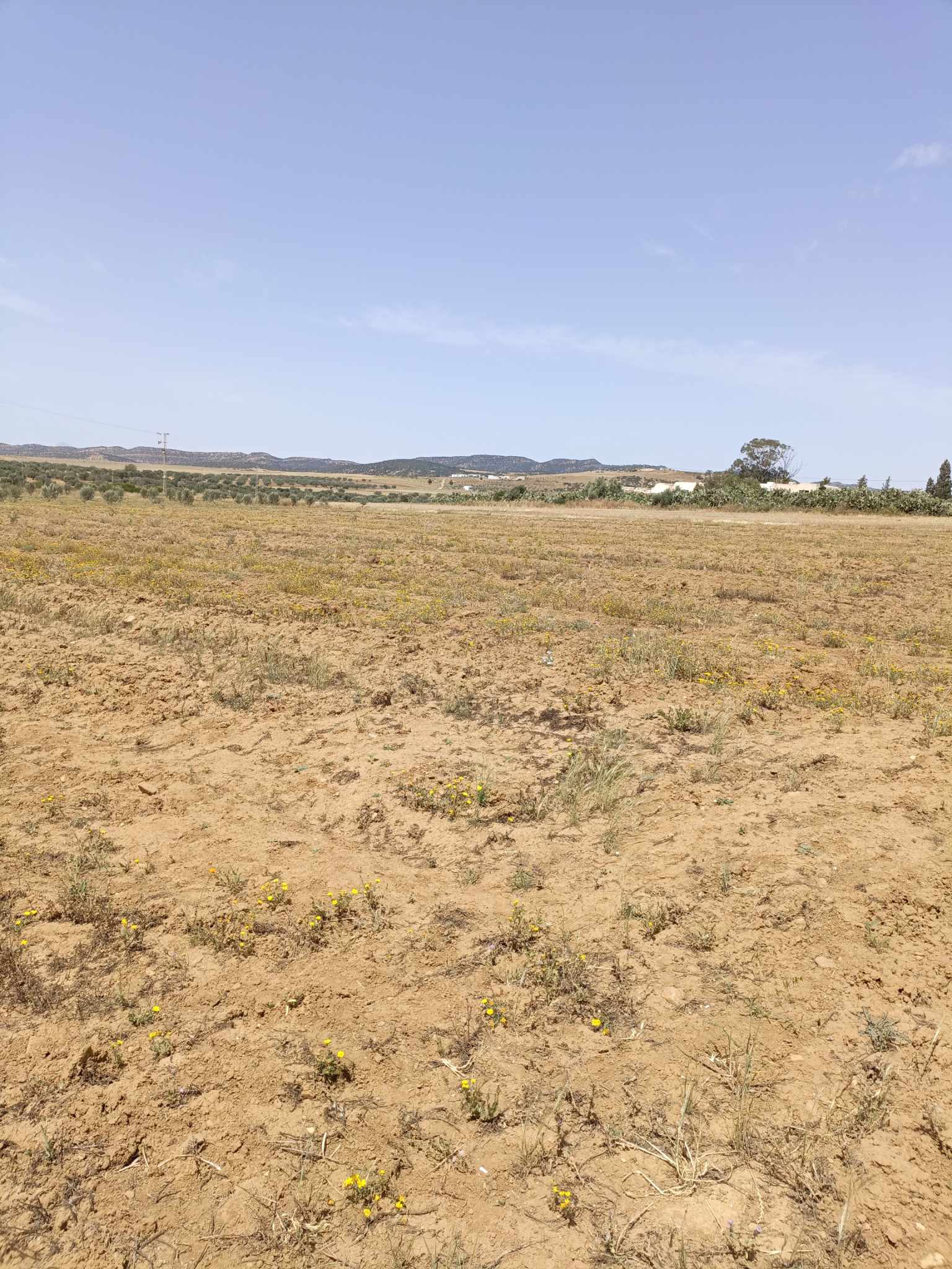 Hammamet Hammamet Terrain Terrain nu Av4900m  hammamet sud