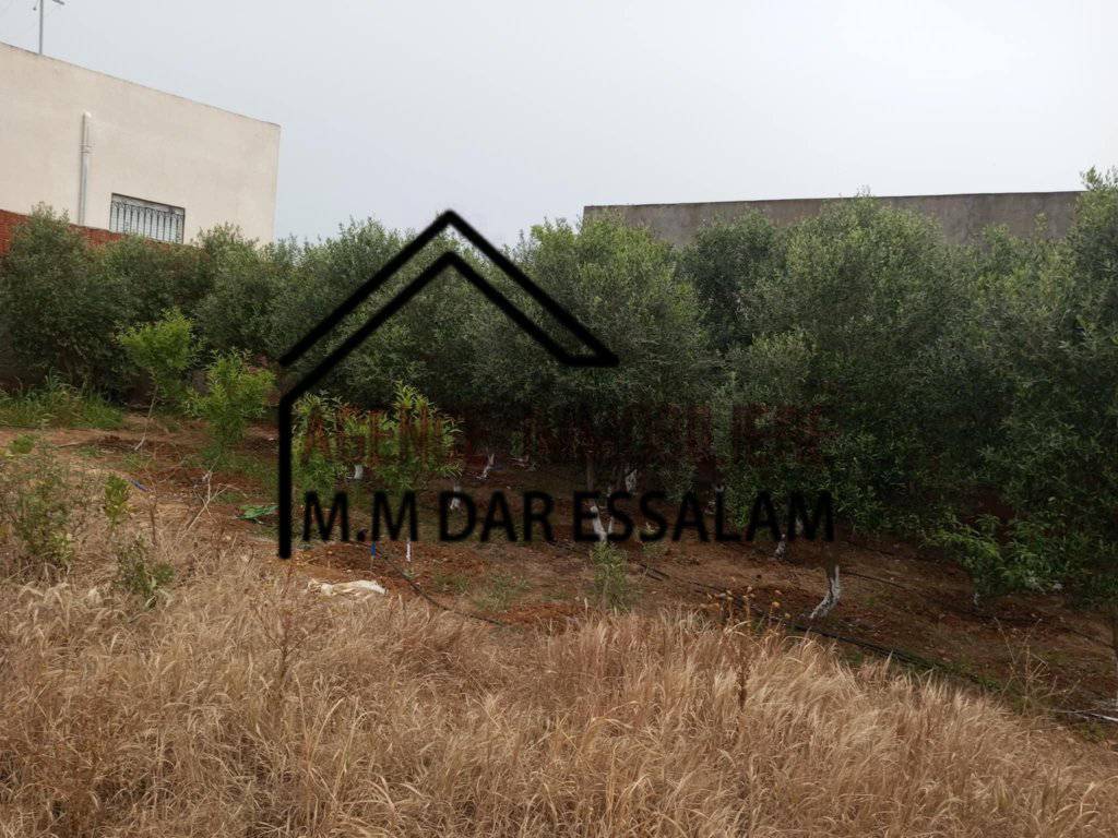 Kelibia Dar Allouche Terrain Terrain nu Terrain clotur  dar allouche