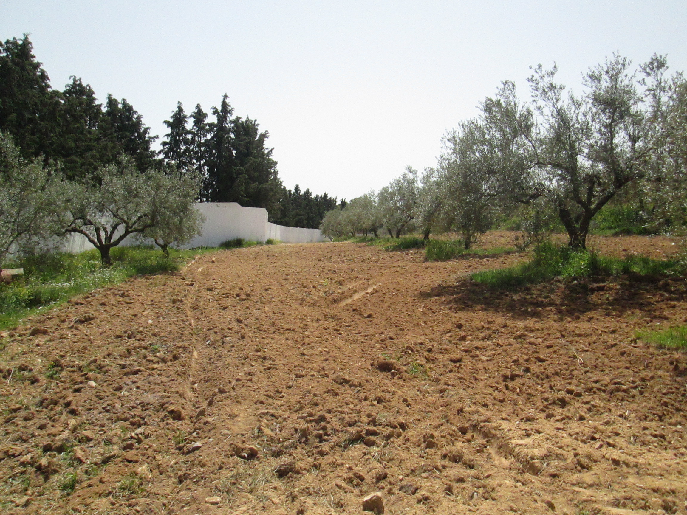 Dahmani Dahmani Terrain Terrain agricole Urgent terrain agricole