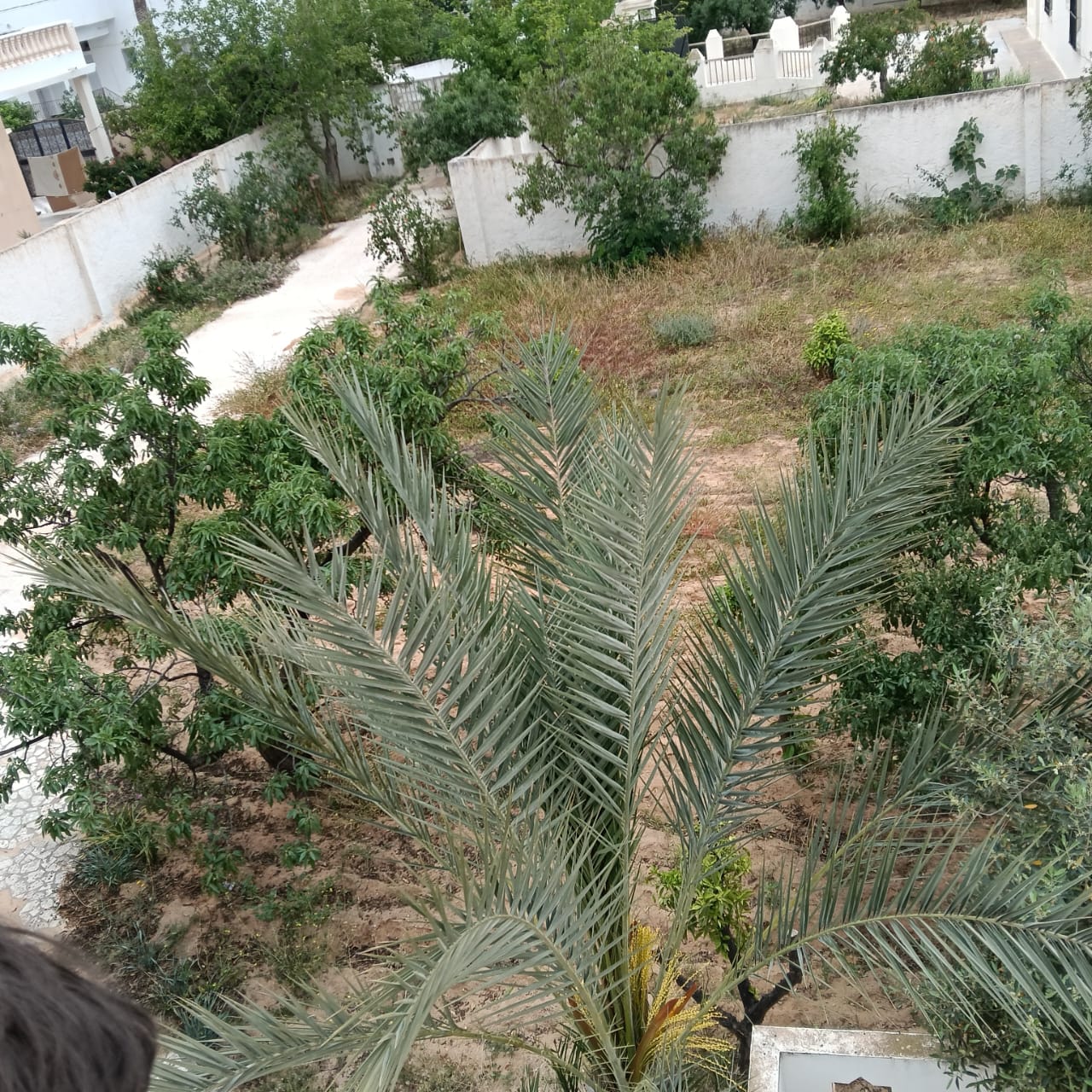 Sfax Ville Sfax Terrain Terrain nu Terrain 550m2  route lafrane km 4