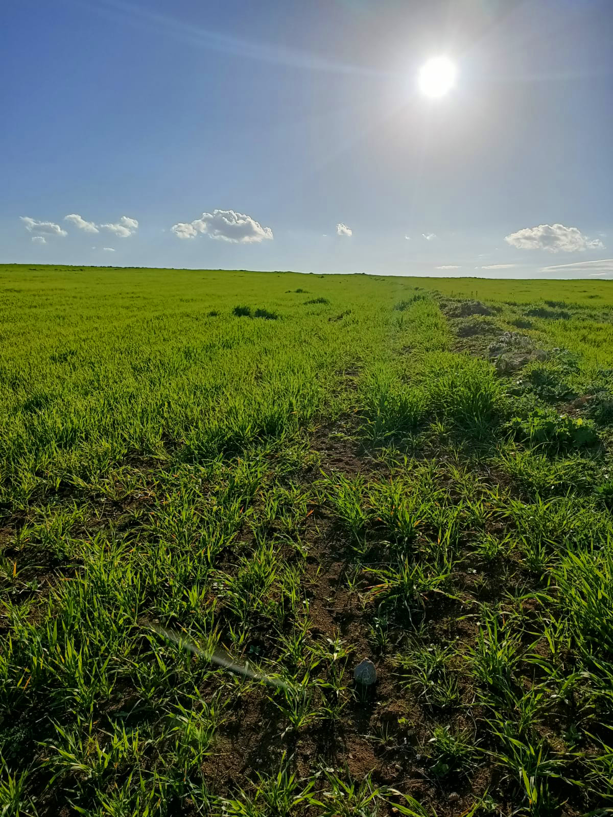 Bargou Marj Aouam Terrain Terrain agricole Terrain agricole fertile