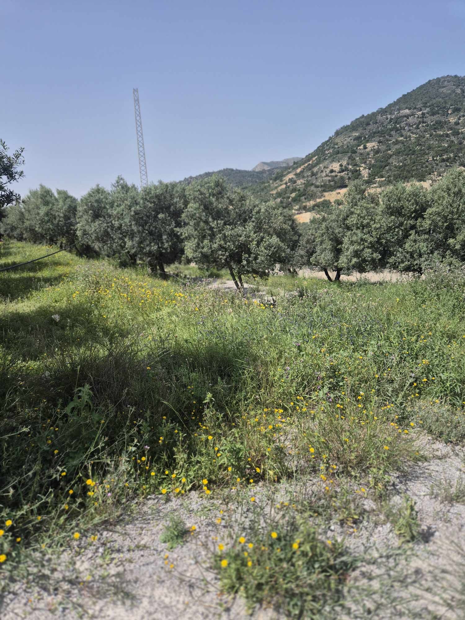 Mornag Tarhouna 1 Terrain Terrain agricole Terrain vue panoramique