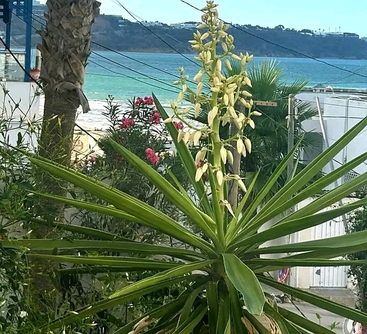 La Marsa Marsa Ennassim Location Appart. 1 pice S1 vue mer  la marsa plage