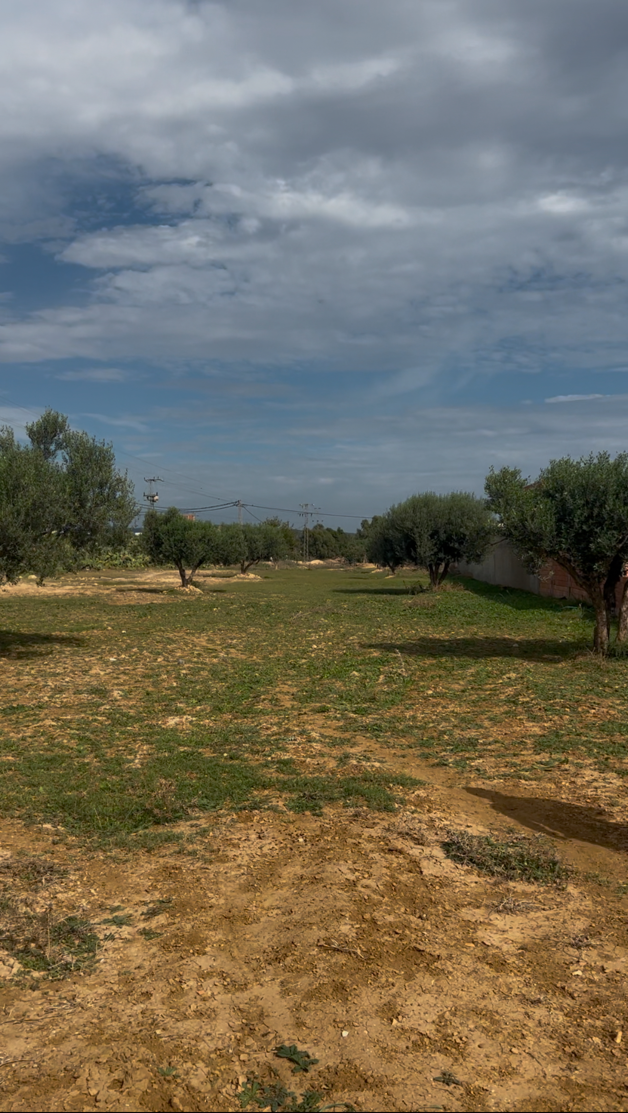 Hammamet Barraket Essahel Terrain Terrain agricole Terrain de 800 m2