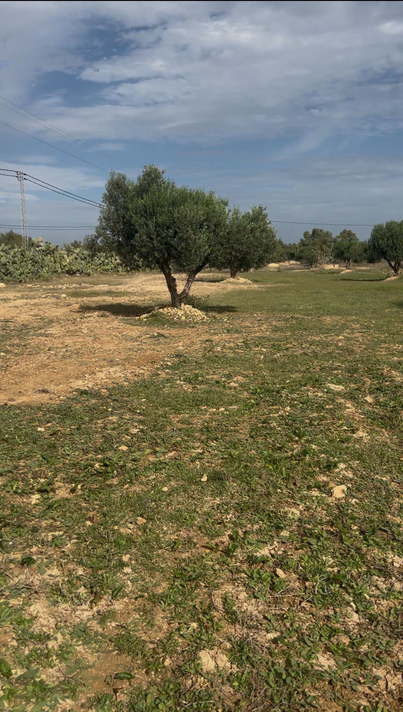 Hammamet Barraket Essahel Terrain Terrain agricole Terrain de 800 m2