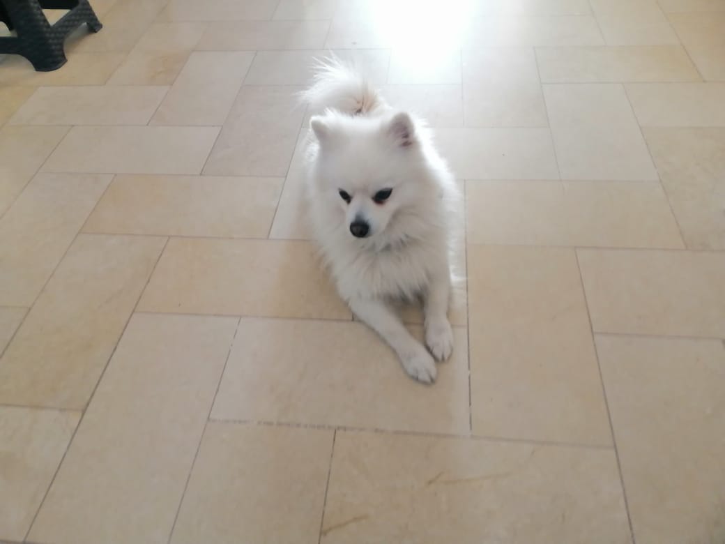 La Soukra Sidi Frej Chiens Autre Chien spitz