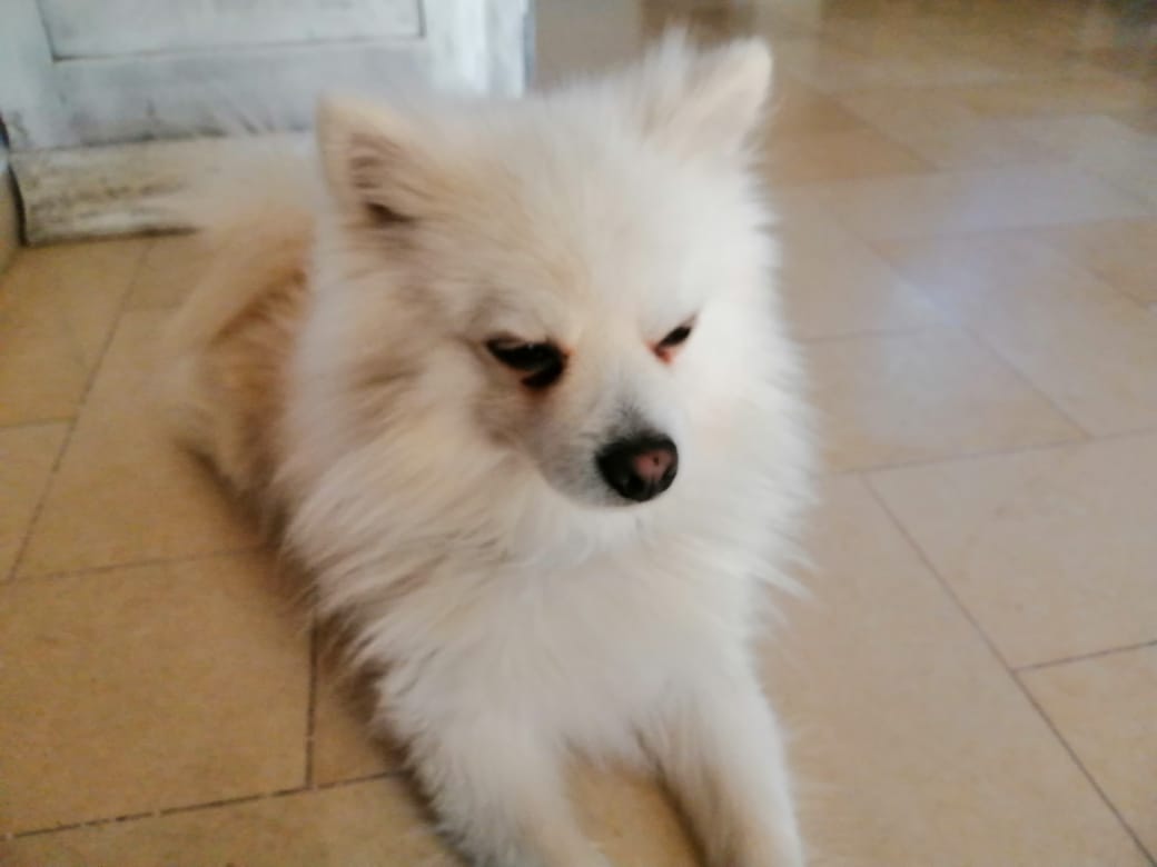 La Soukra Sidi Frej Chiens Autre Chien spitz
