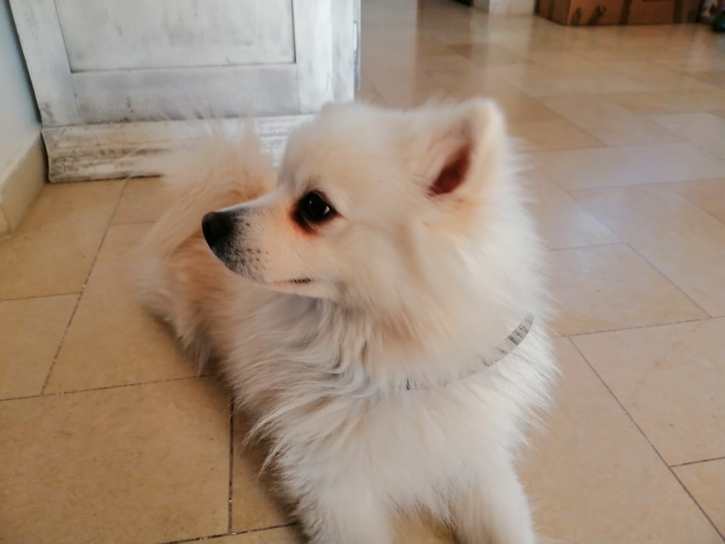 La Soukra Sidi Frej Chiens Autre Chien spitz