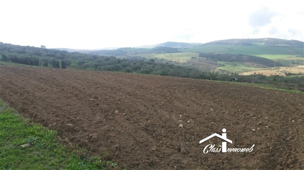Mornag Mornag Terrain Terrain agricole Terrain agricole de 730 ha  5 md lha