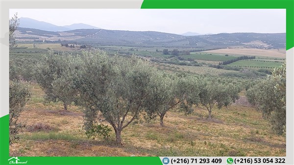 Mornag Mornag Terrain Terrain agricole Terrain agricole de 598 ha   95 mille tnd le ha