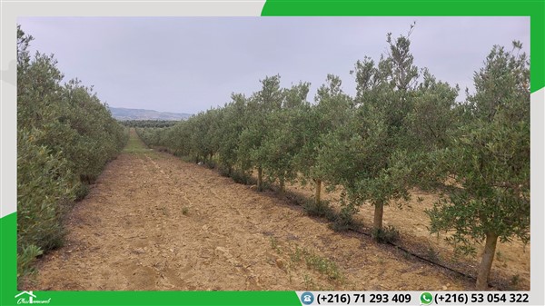Mornag Mornag Terrain Terrain agricole Terrain agricole de 598 ha   95 mille tnd le ha