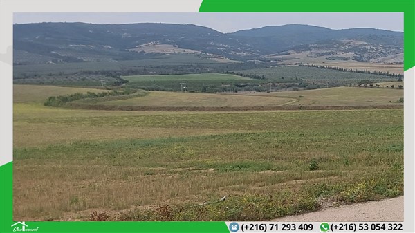 Mornag Mornag Terrain Terrain agricole Terrain agricole de 598 ha   95 mille tnd le ha