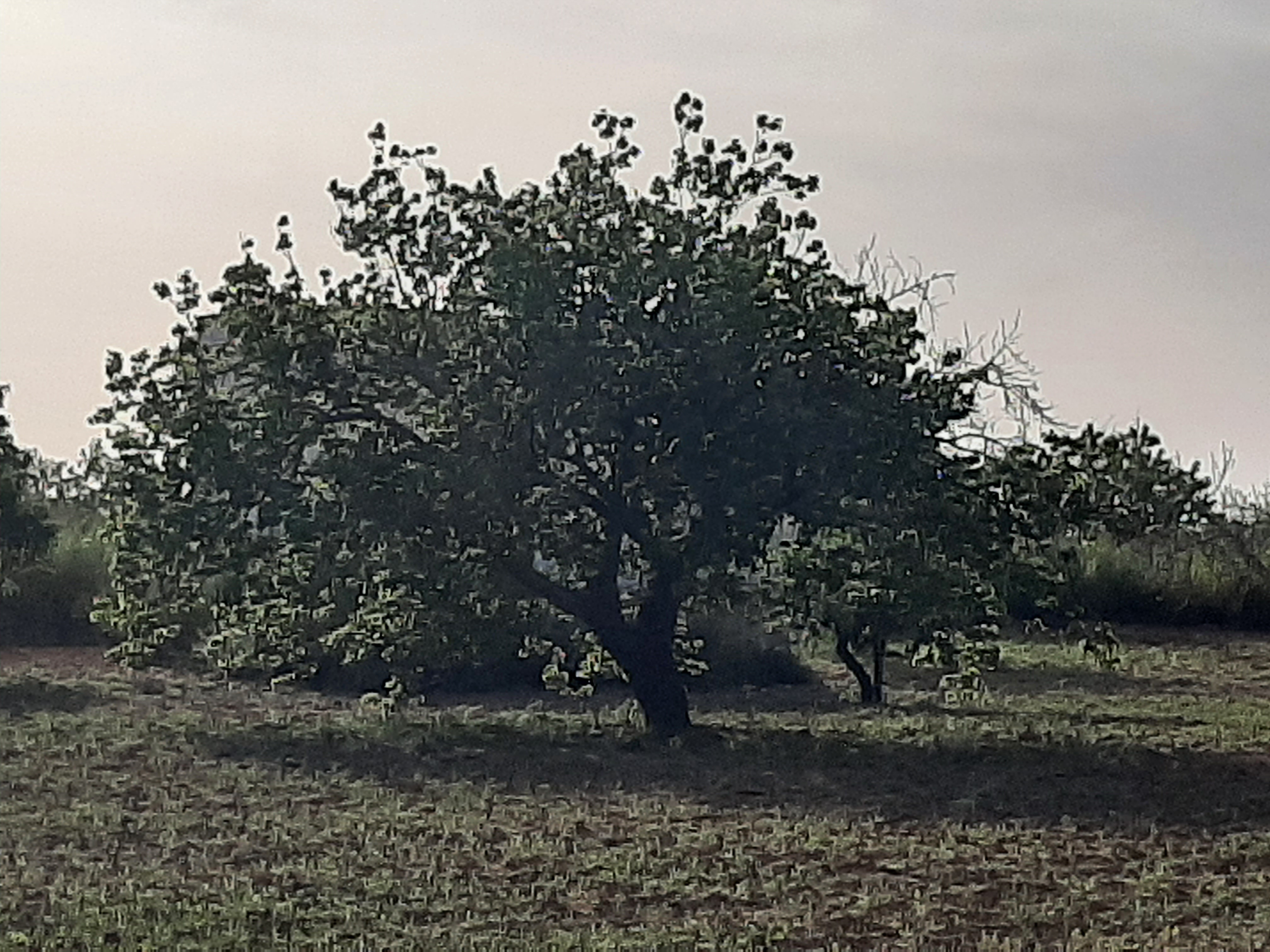 Sfax Sud El Ain Terrain Terrain agricole Boura route elain 30 marja3