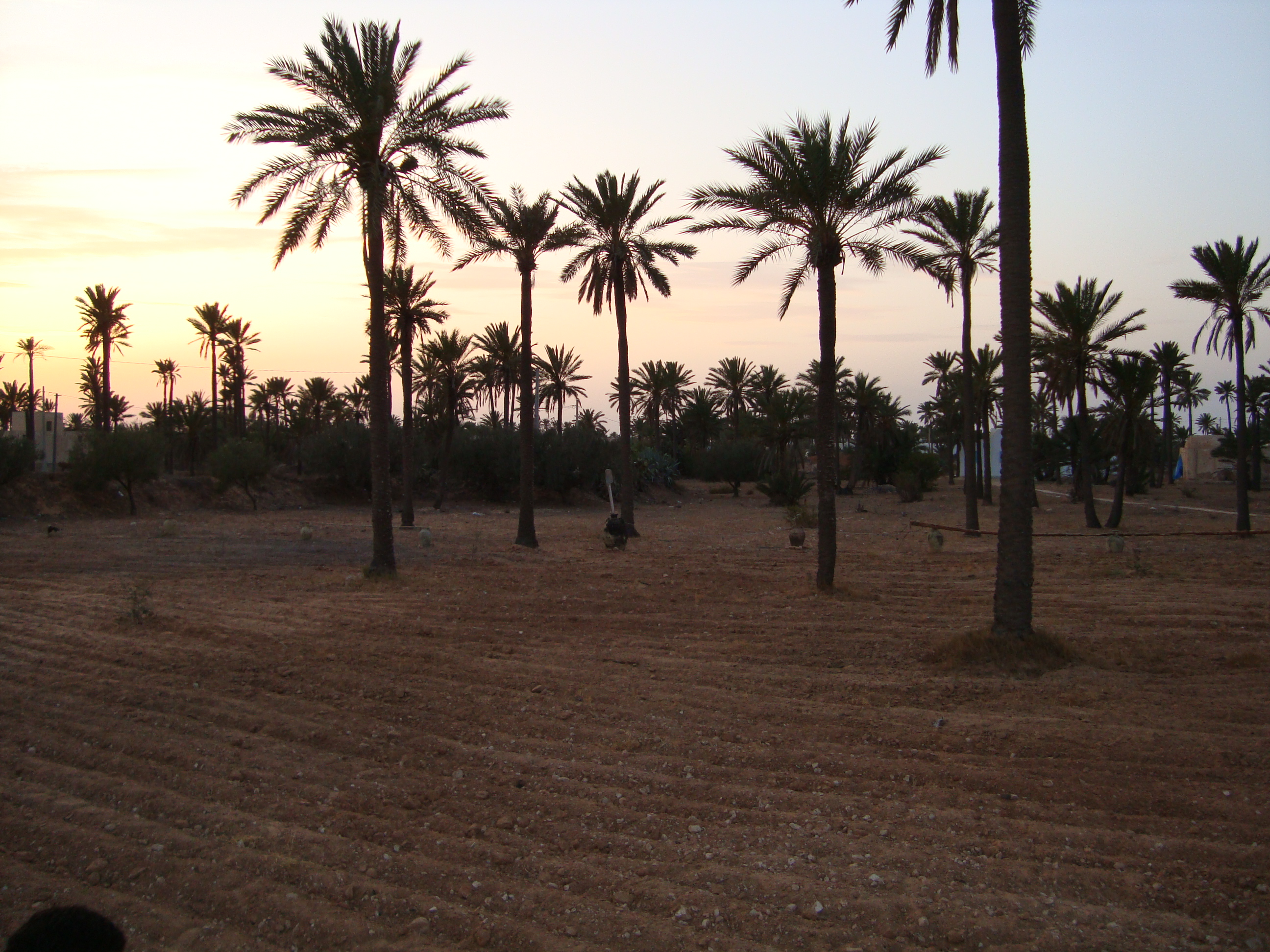 Djerba - Midoun Khazroun Terrain Terrain agricole Terrain avec petite maison titre