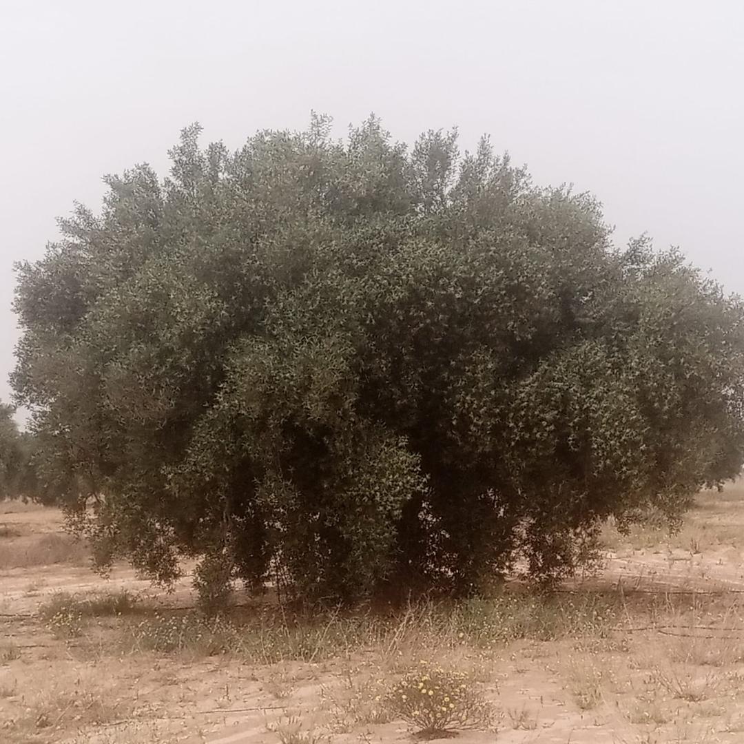 Menzel Chaker Chaaleb Terrain Terrain agricole Zitoune sa9wi