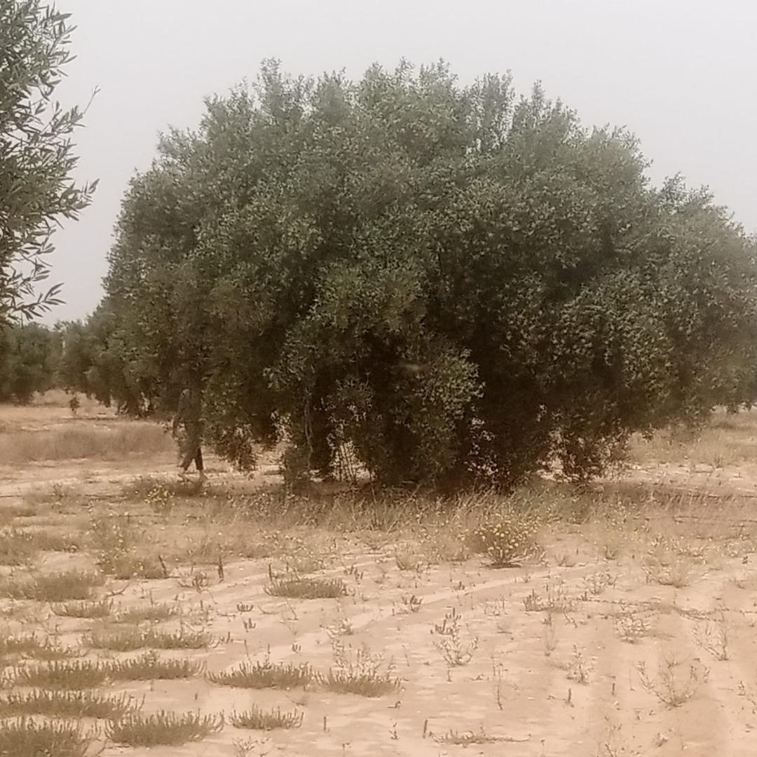 Menzel Chaker Chaaleb Terrain Terrain agricole Zitoune sa9wi