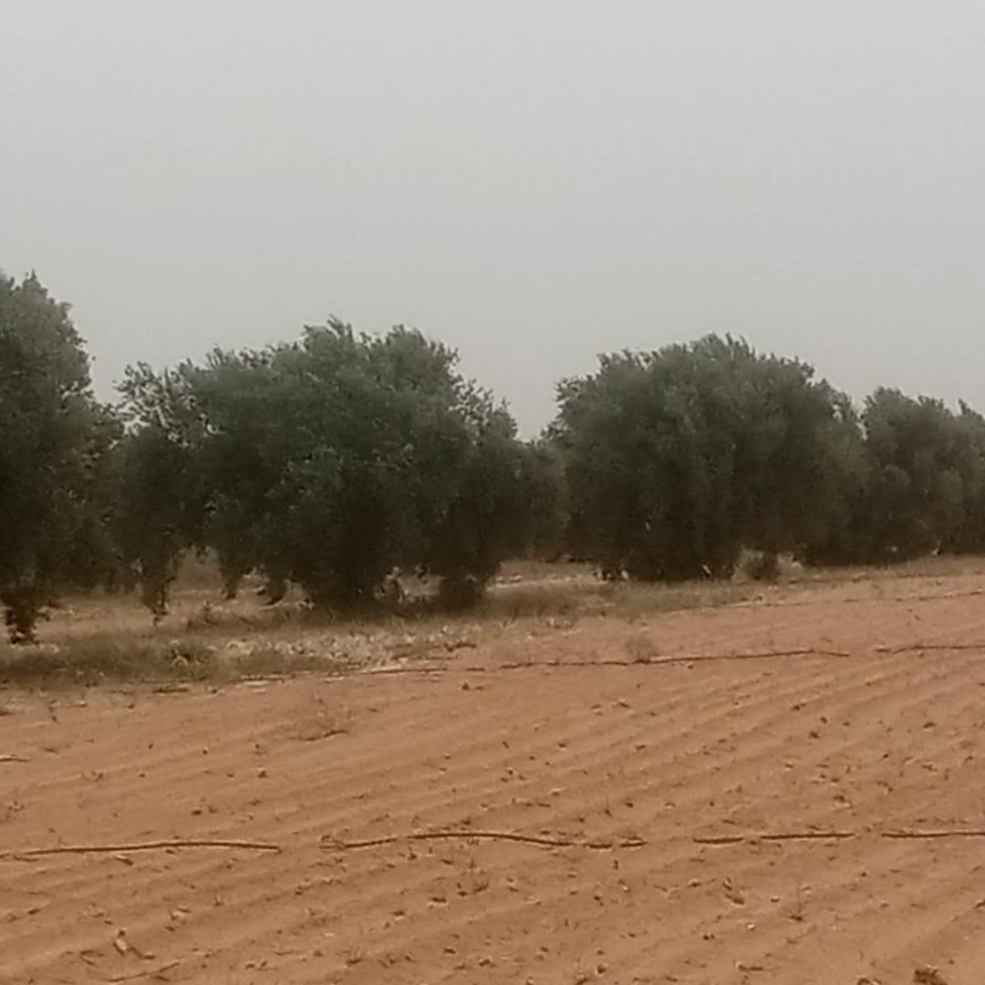 Menzel Chaker Chaaleb Terrain Terrain agricole Zitoune sa9wi