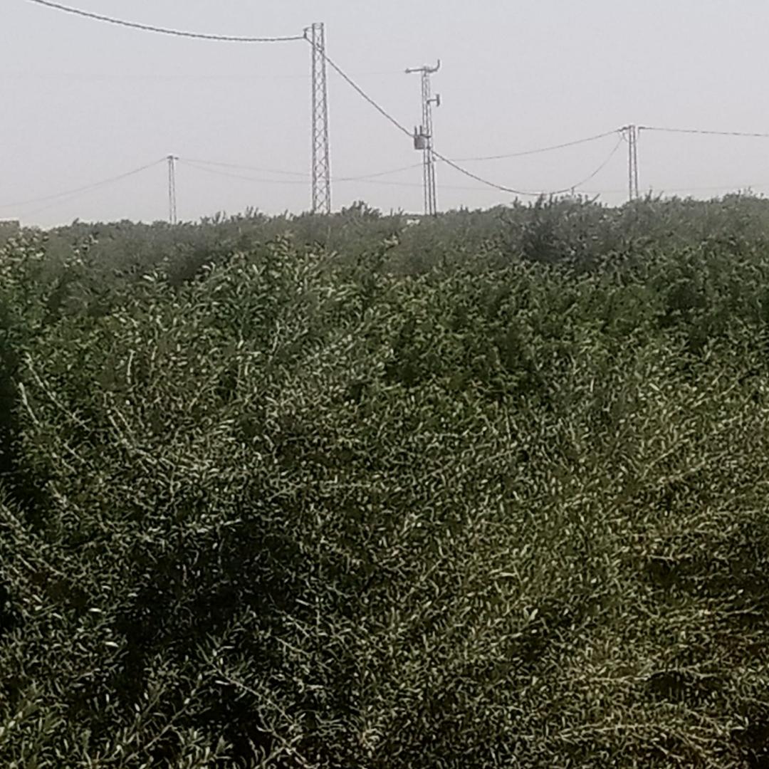 Regueb Essakba Terrain Terrain agricole Hnchir jana ala wejeh ardh