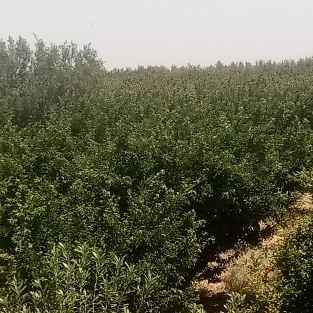 Regueb Essakba Terrain Terrain agricole Hnchir jana ala wejeh ardh