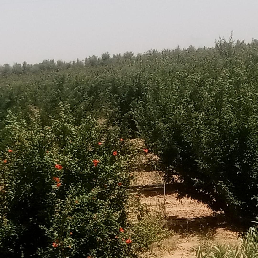 Regueb Essakba Terrain Terrain agricole Hnchir jana ala wejeh ardh