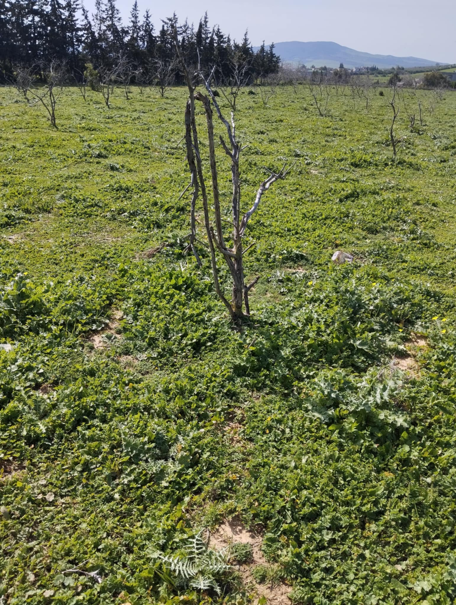 Utique Ain Ghelal Terrain Terrain agricole Terrain agricole