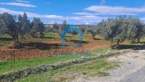 Zaghouan Oued Ezzit Vente Surfaces Un  hectare sur route nationale zaghouan ref296a