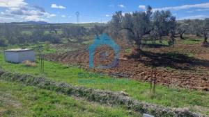 Zaghouan Oued Ezzit Vente Surfaces Un  hectare sur route nationale zaghouan ref296a