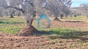 Zaghouan Oued Ezzit Vente Surfaces Un  hectare sur route nationale zaghouan ref296a