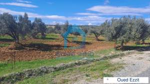 Zaghouan Oued Ezzit Vente Surfaces Un  hectare sur route nationale zaghouan ref296a