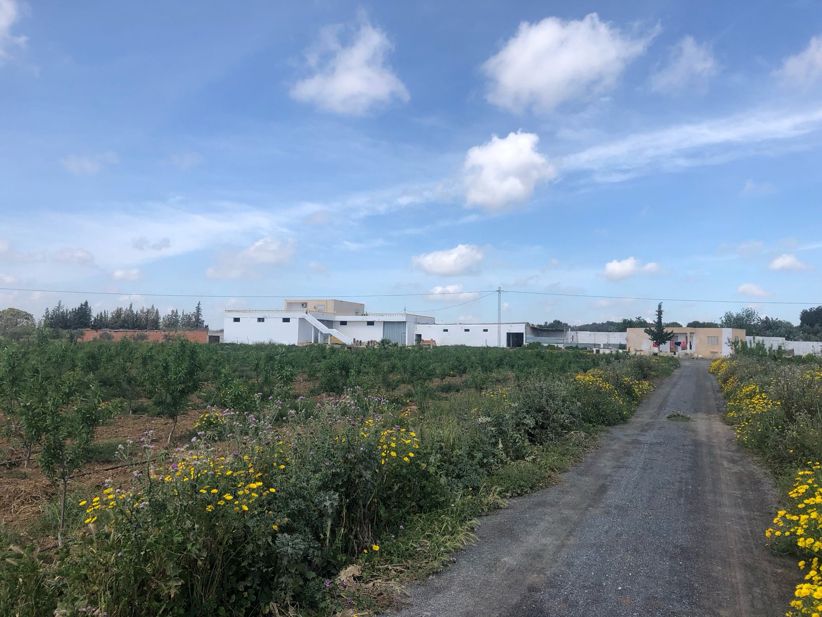 Bir Mcherga Bir Mcherga Terrain Terrain agricole Ferme 10 hectares bir mcherga