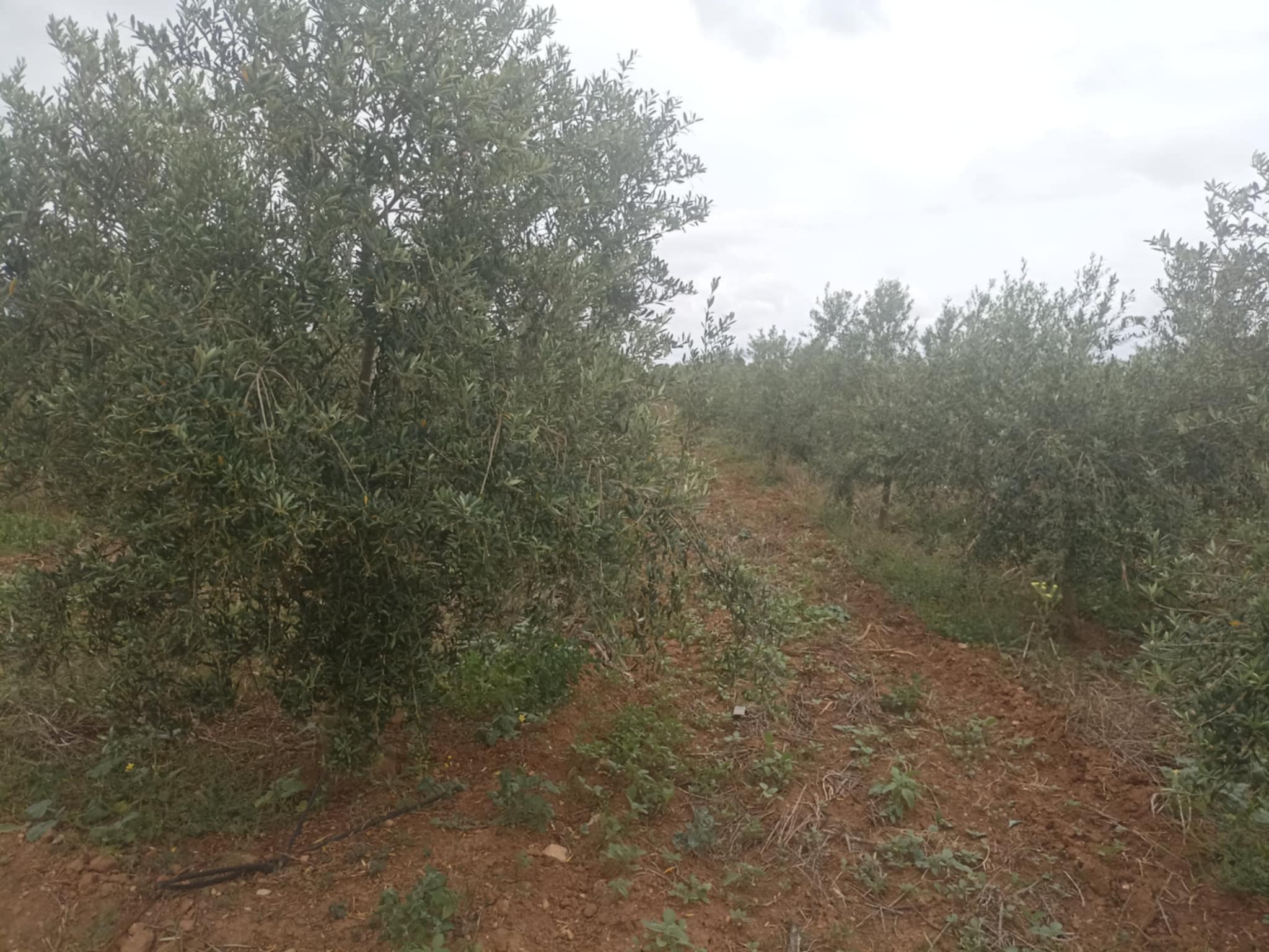 Bir Mcherga Bir Mcherga Terrain Terrain agricole Excellente ferme de 13 hectares et 5000 m