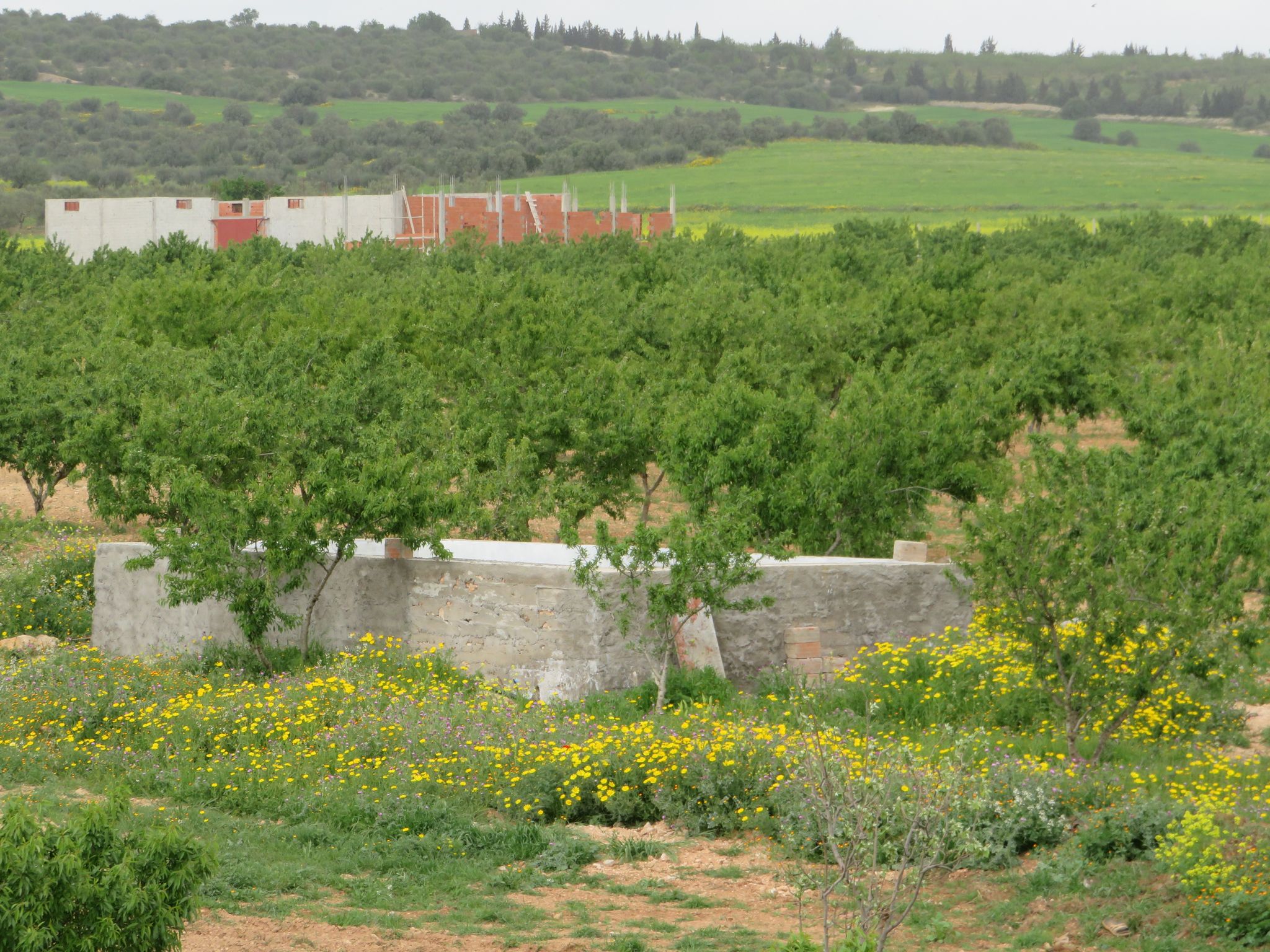 Bir Mcherga Boucha Terrain Terrain agricole Magnifique ferme de 8 hectares 5000m