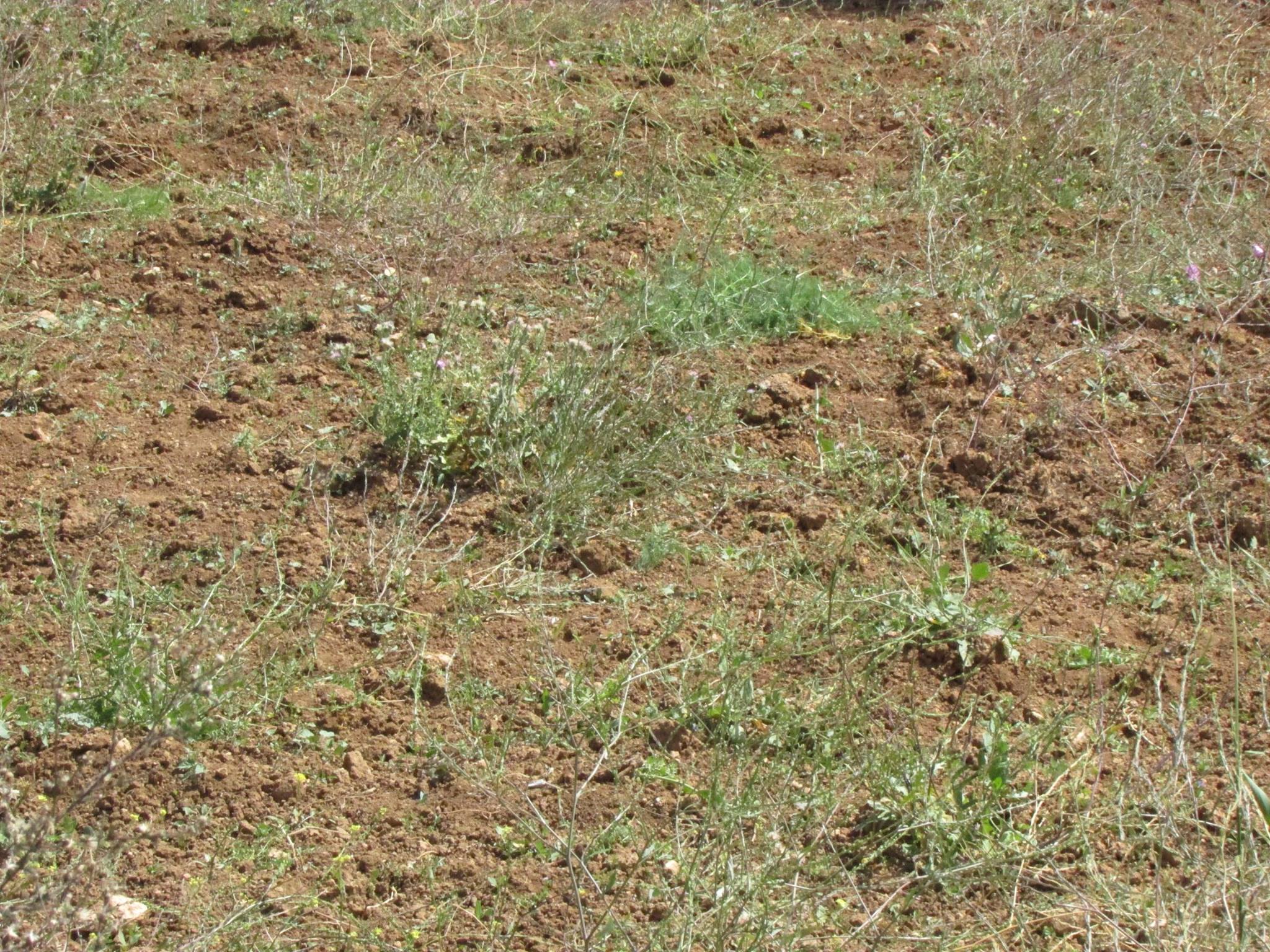 Bir Mcherga Bir Mcherga Terrain Terrain agricole 3 hectares pour une petite ferme