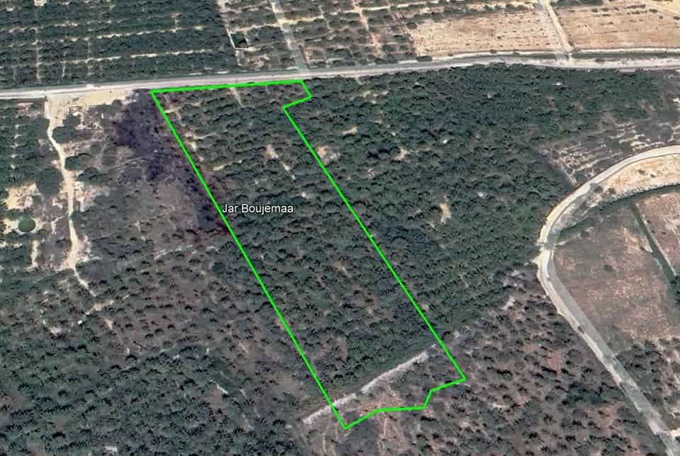 Tozeur Cite Tebebsa Terrain Terrain agricole Palmeraie  tozeur