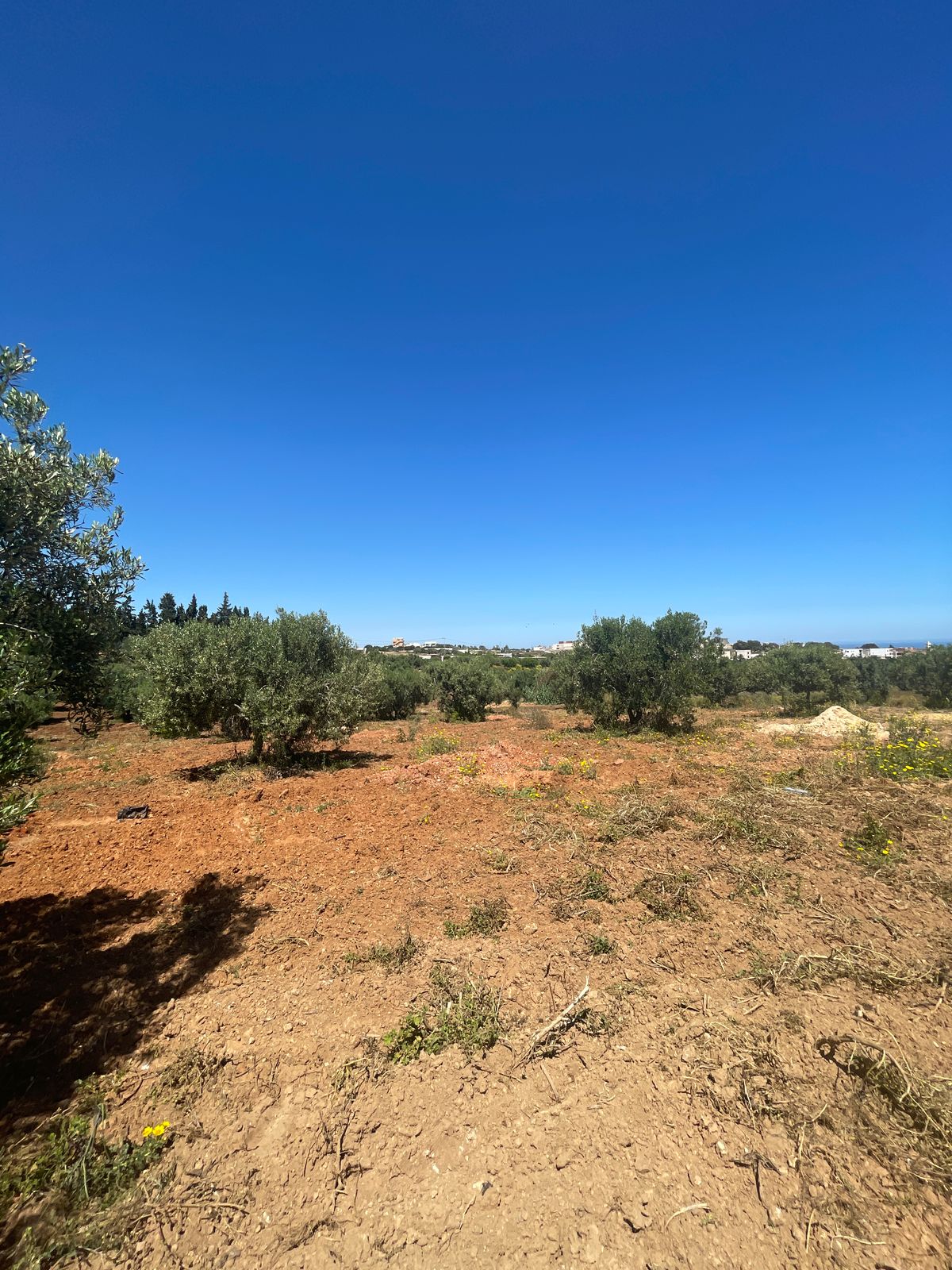 Nabeul Nabeul Vente Surfaces Terrain agricole