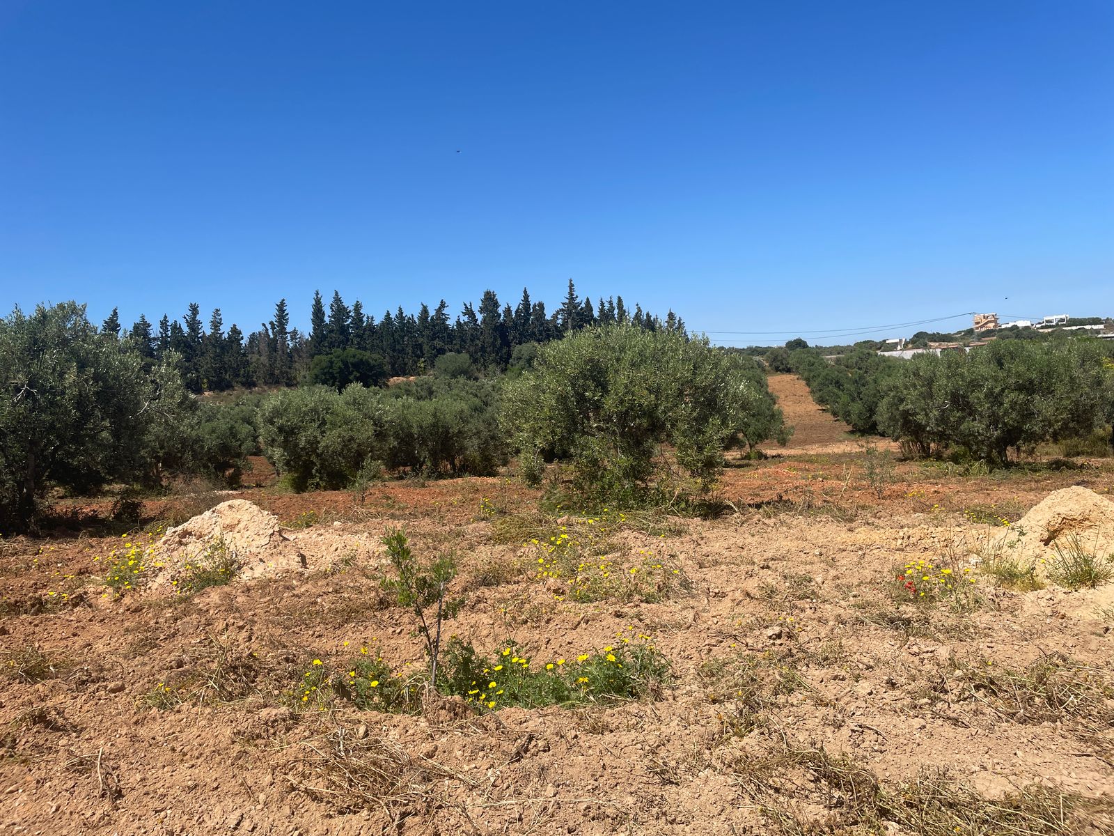 Nabeul Nabeul Vente Surfaces Terrain agricole